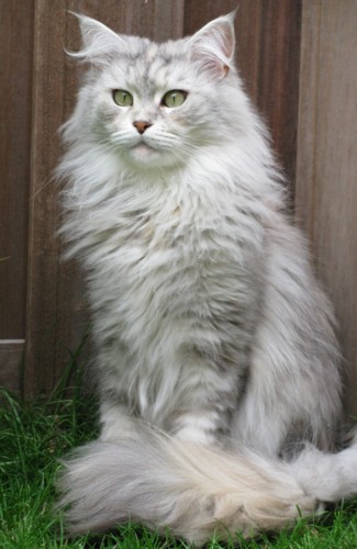 Orabelle